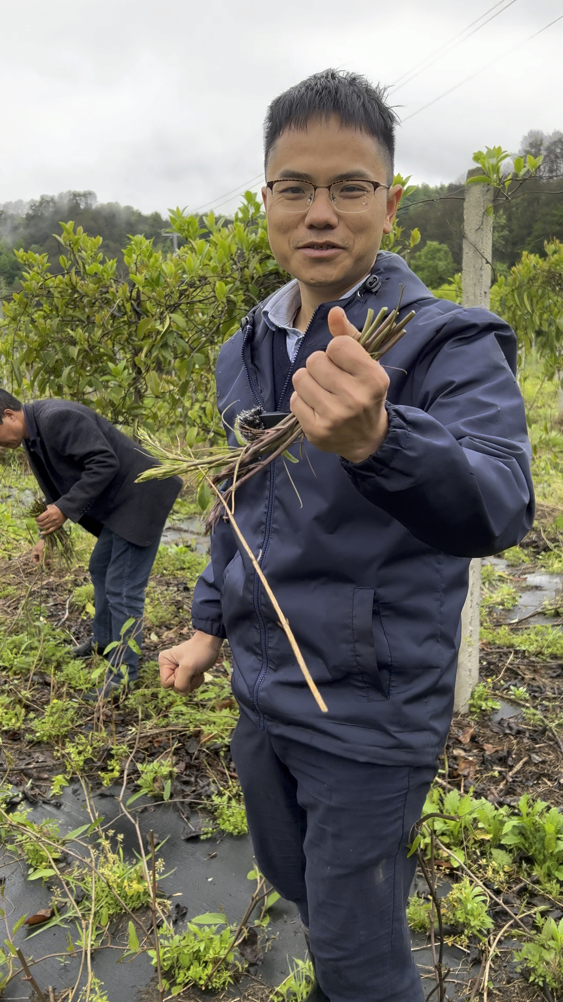 这种野菜种一亩赚2万4元你相信吗牛尾菜