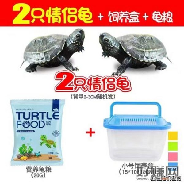 小乌龟能有什么坏心眼情侣小乌龟2只+饲料+饲养盒，