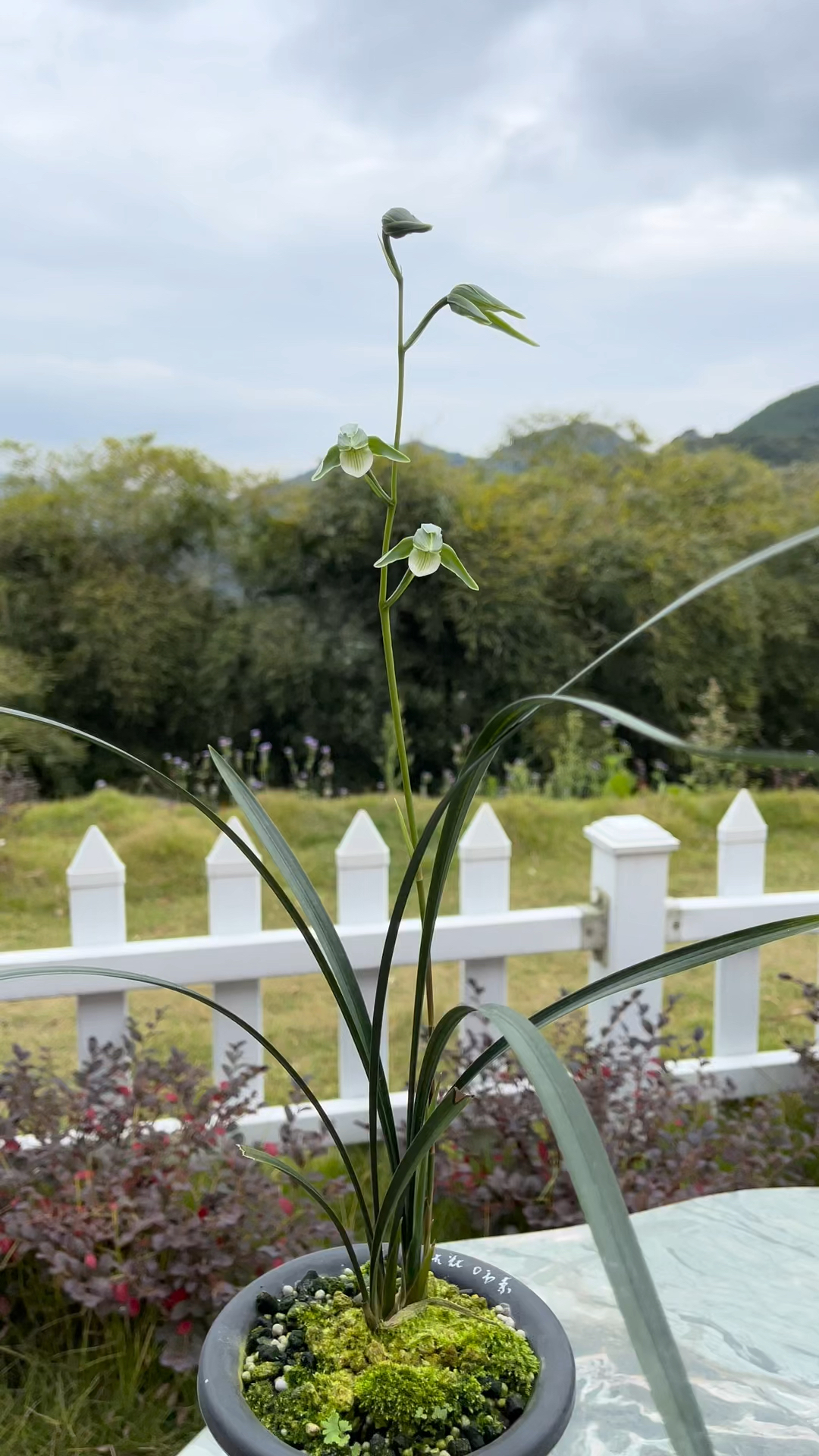 细叶寒兰素心新品