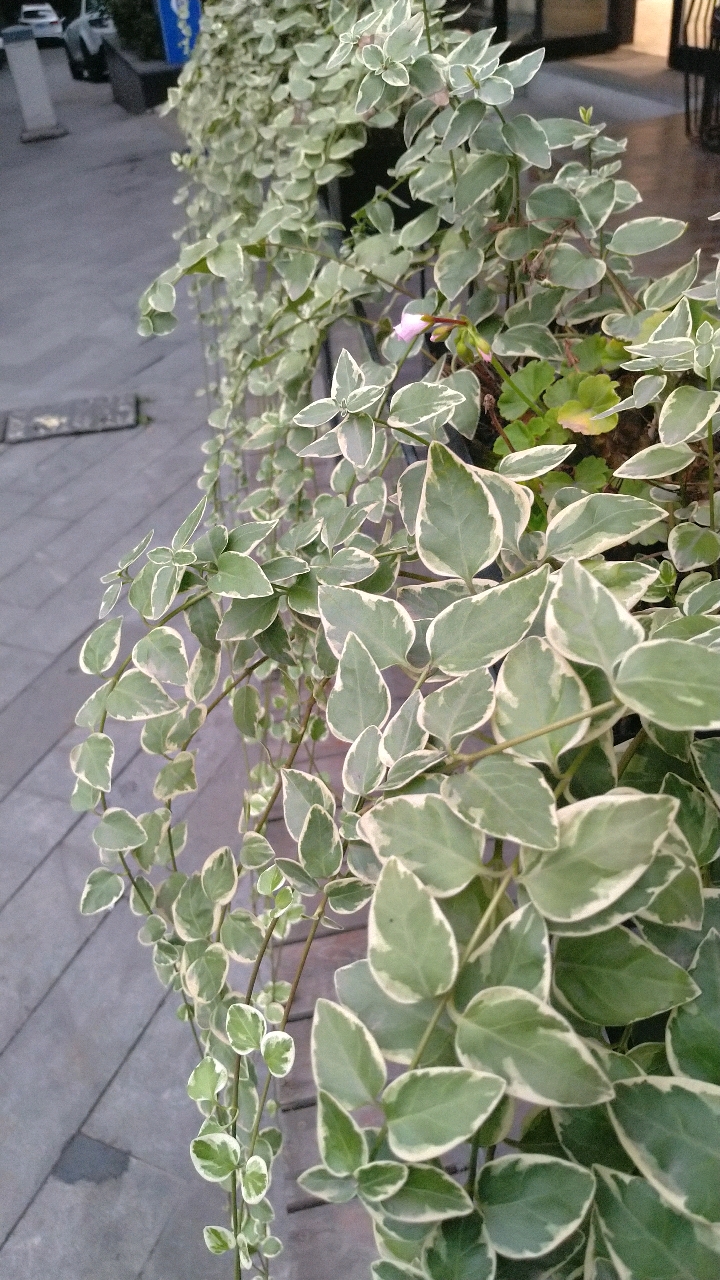 「随笔」花叶蔓