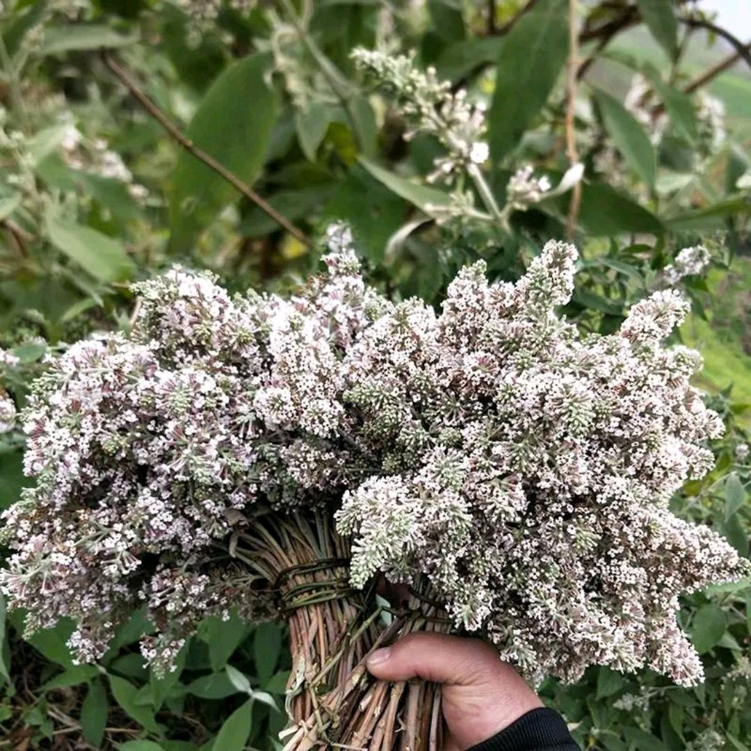 密蒙花还叫啥名字,它含有什么成分具有哪些作用