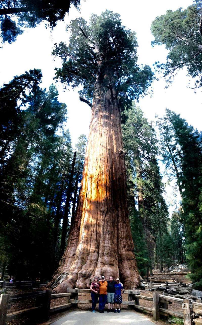 红杉树国家公园 美国红杉树国家公园是世界上最罕见的森林公园,最惊人