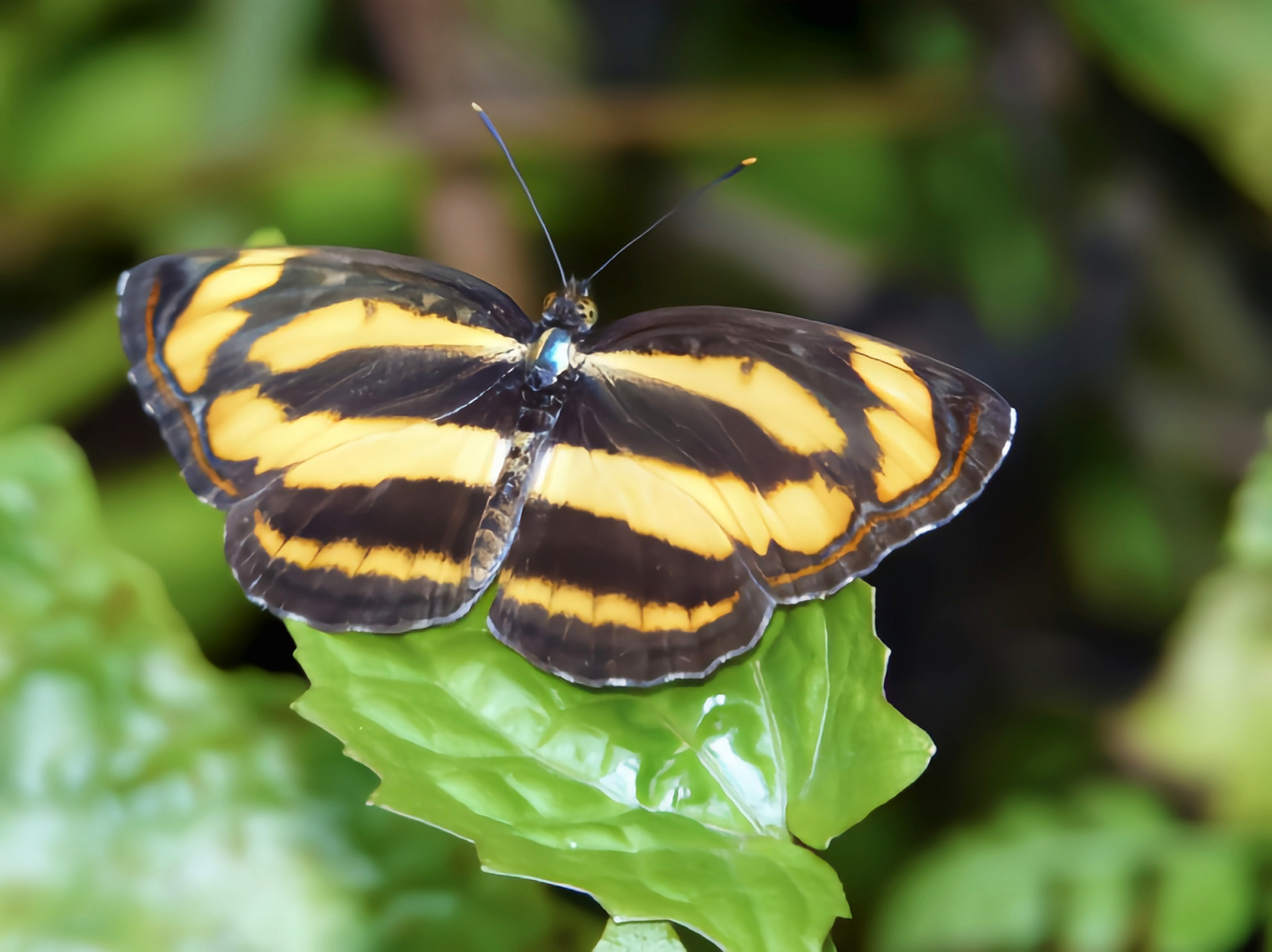 每天认识一种昆虫——金三线蝶 金三线蝶是蛱蝶科蟠蛱蝶属昆虫.翅展3.
