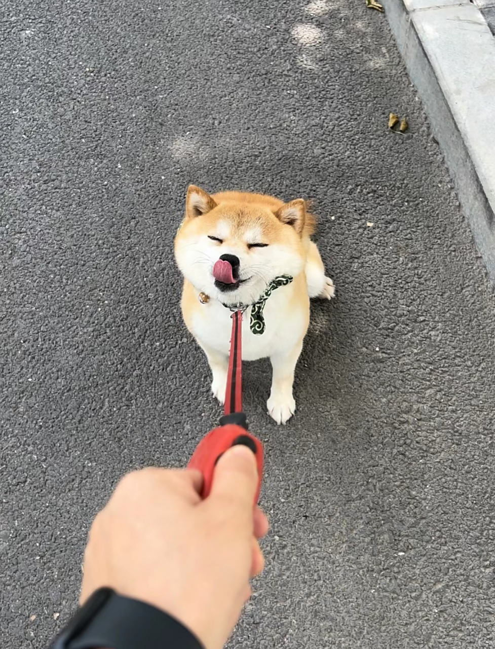 哈哈哈哈,狗子好像那个行走的表情包