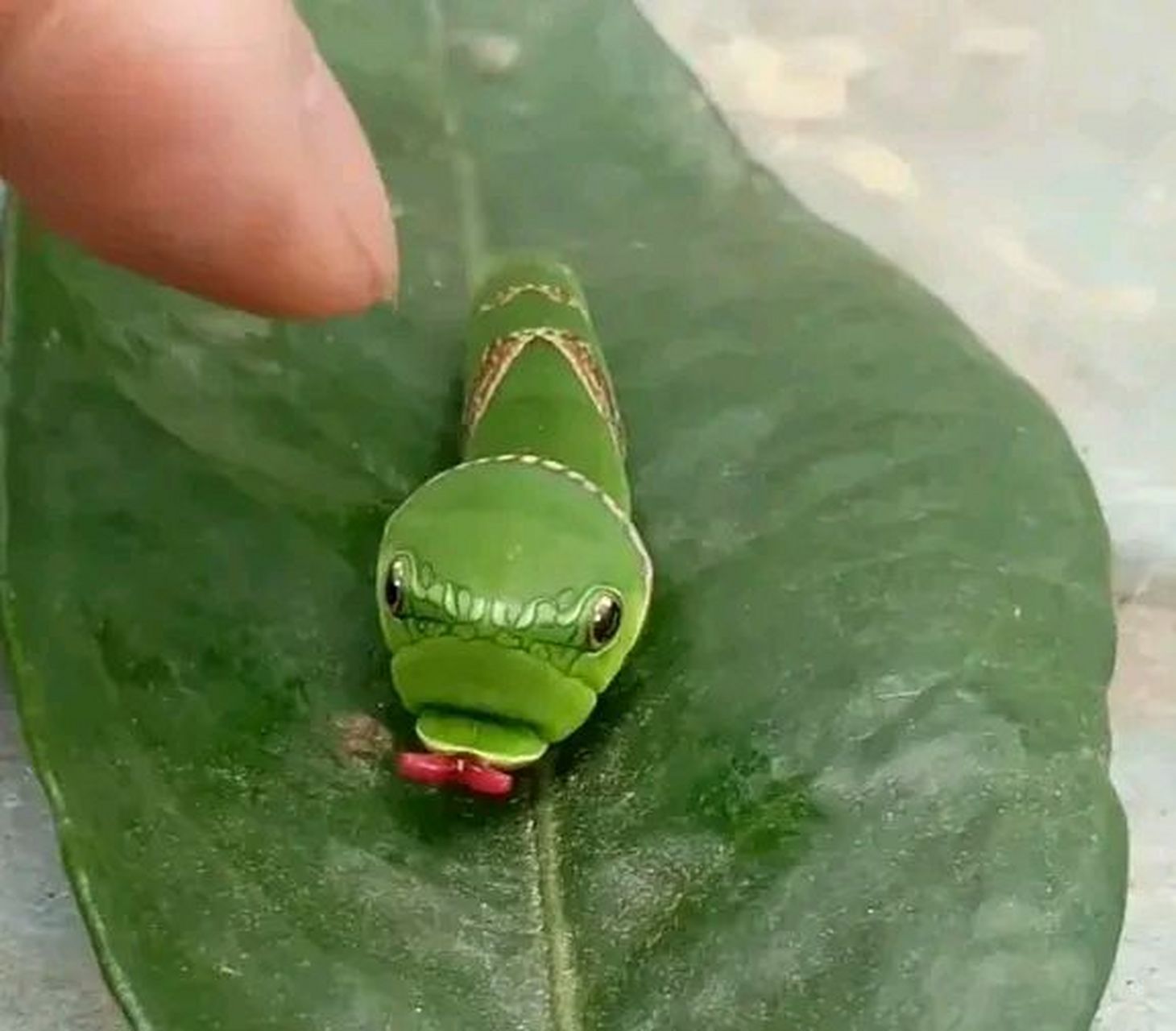 其实它是一种叫花椒凤蝶的幼虫,主要栖息在一些绿色树叶上,比如橘子