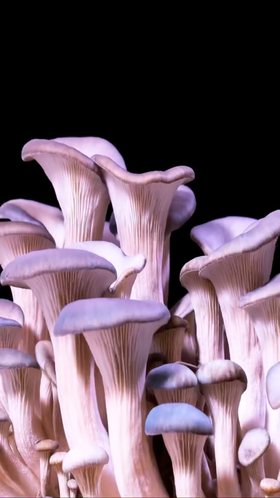 延时摄影拍下蘑菇生长的全过程