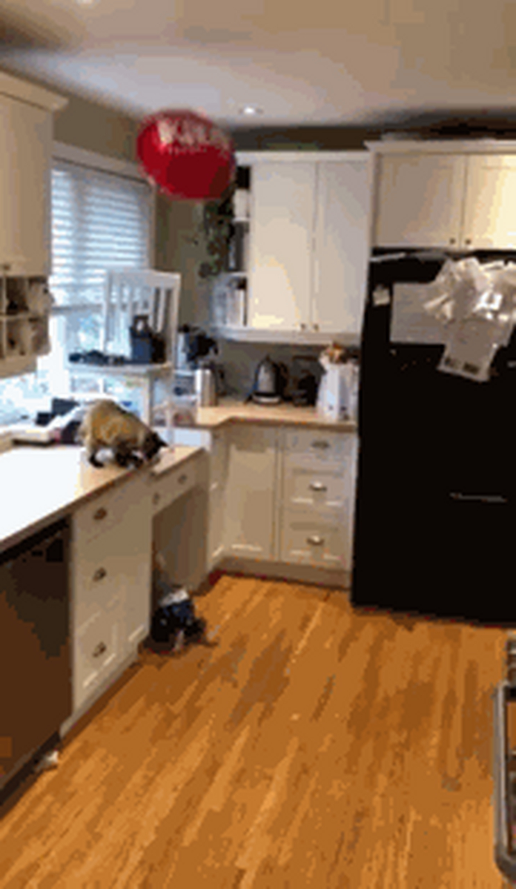 宝宝的气球飘到天花板上,够不到,猫咪出手了.