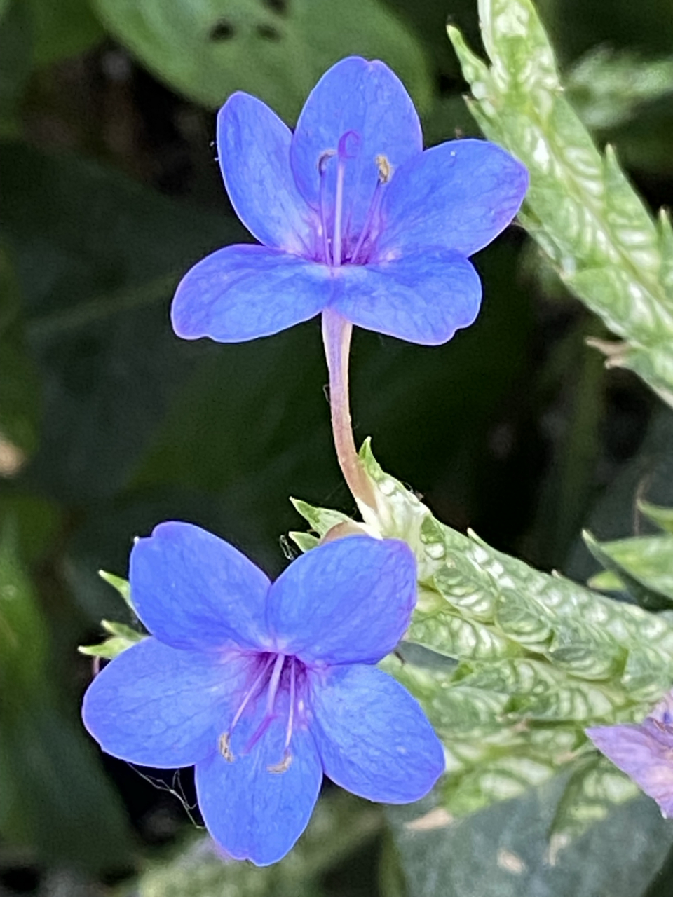 蓝色的小花,爵床科.  #春日赏花季# #养花种菜小分队