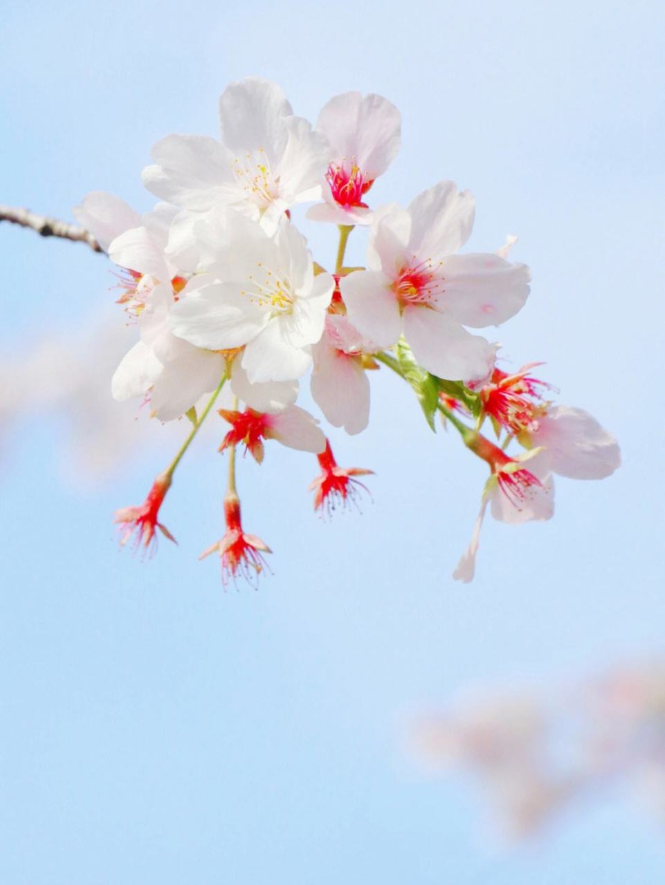 不负雨露,花开有期.  三月春光醉人,三月樱桃美人.  谁能拒绝?