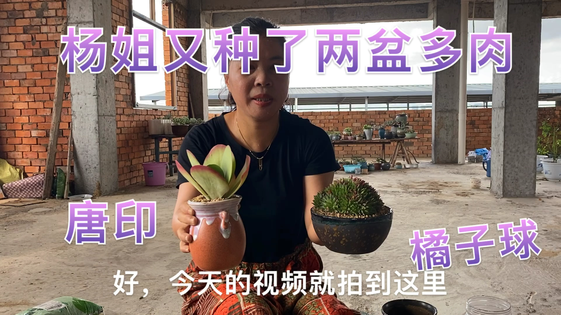 买了一大堆多肉,唐印橘子球终于种进盆子里,喜欢就种它们!