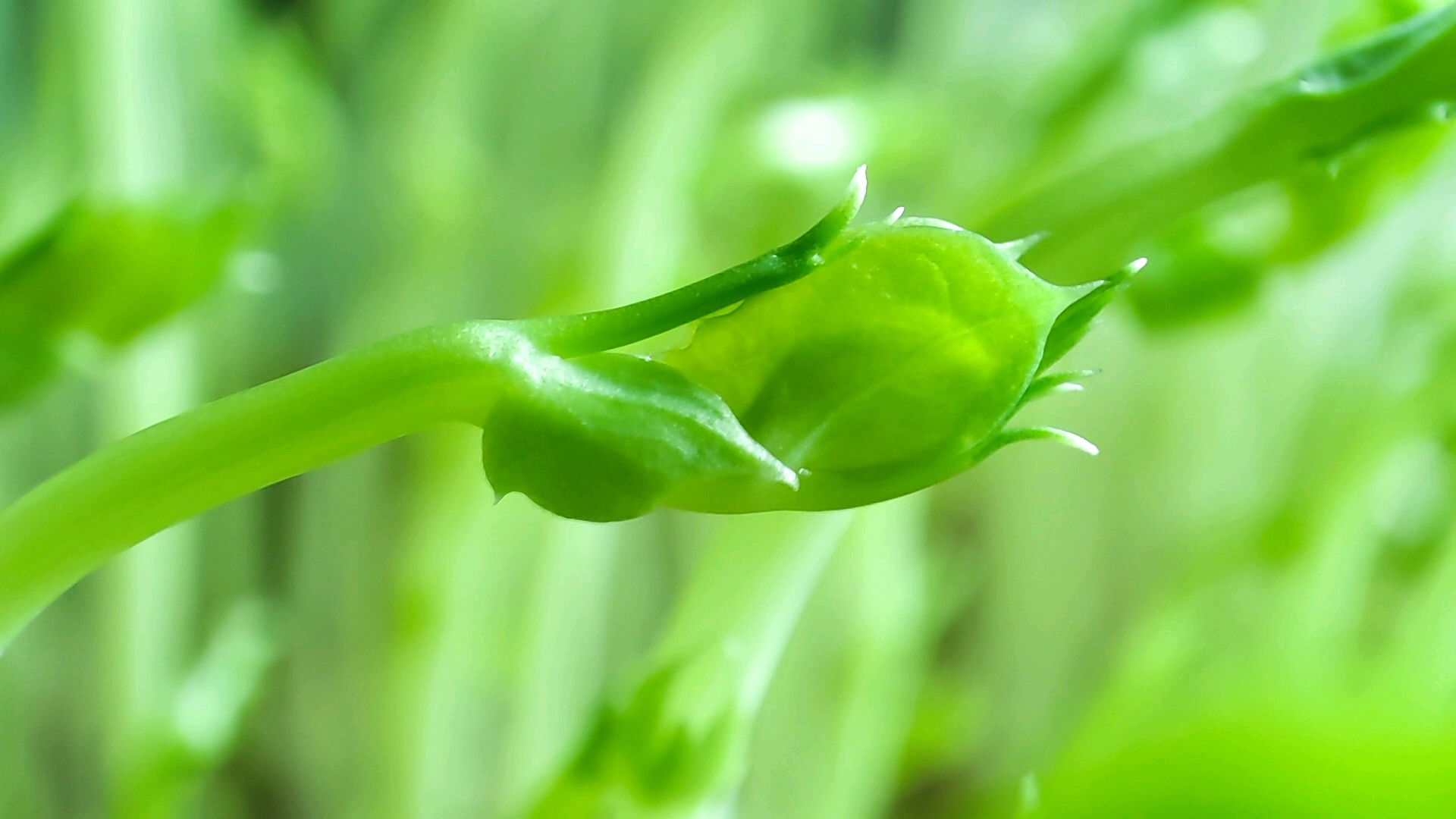 芽舞初夏,绿满屋