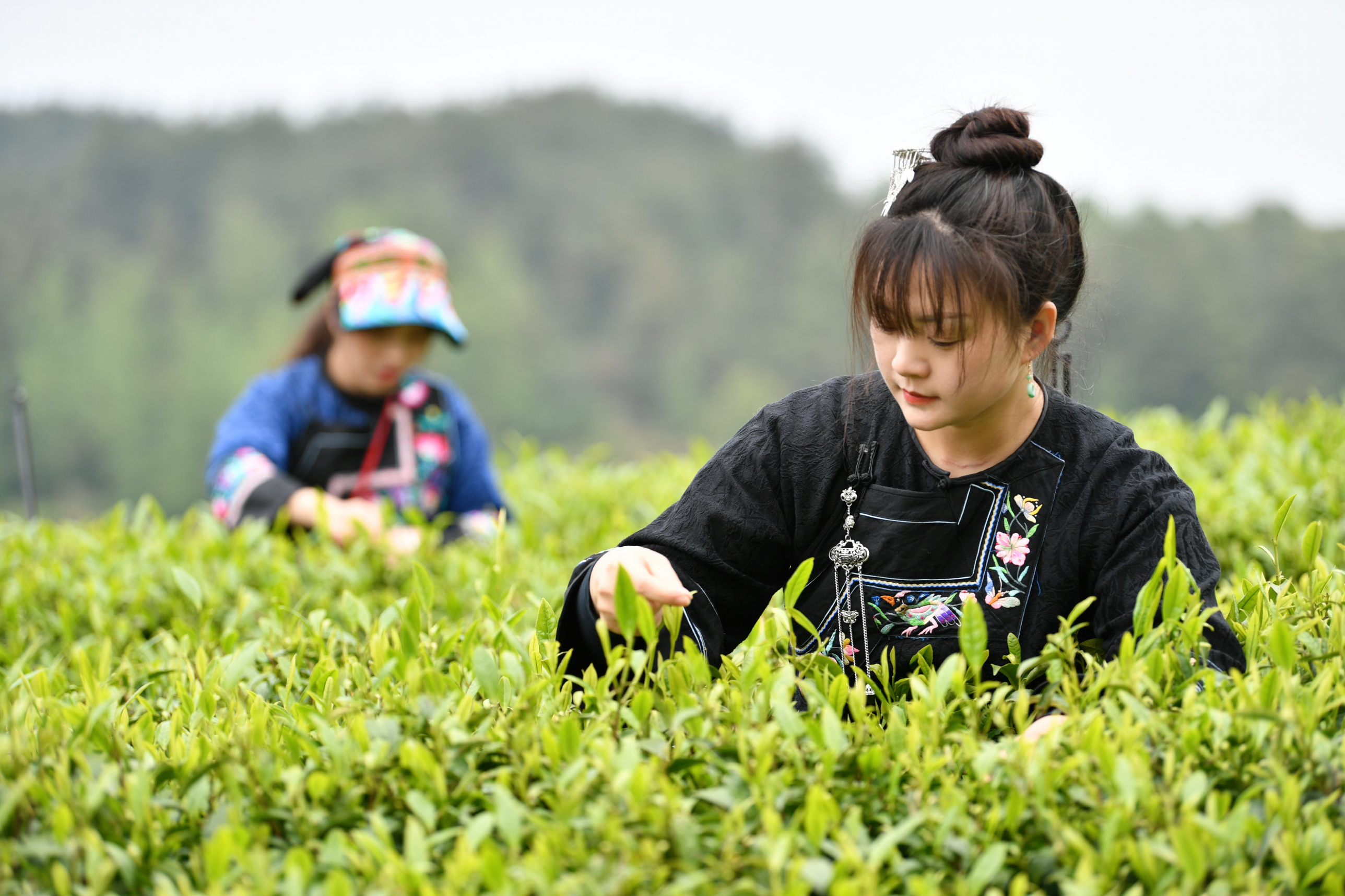 采茶姑娘茶山走图片