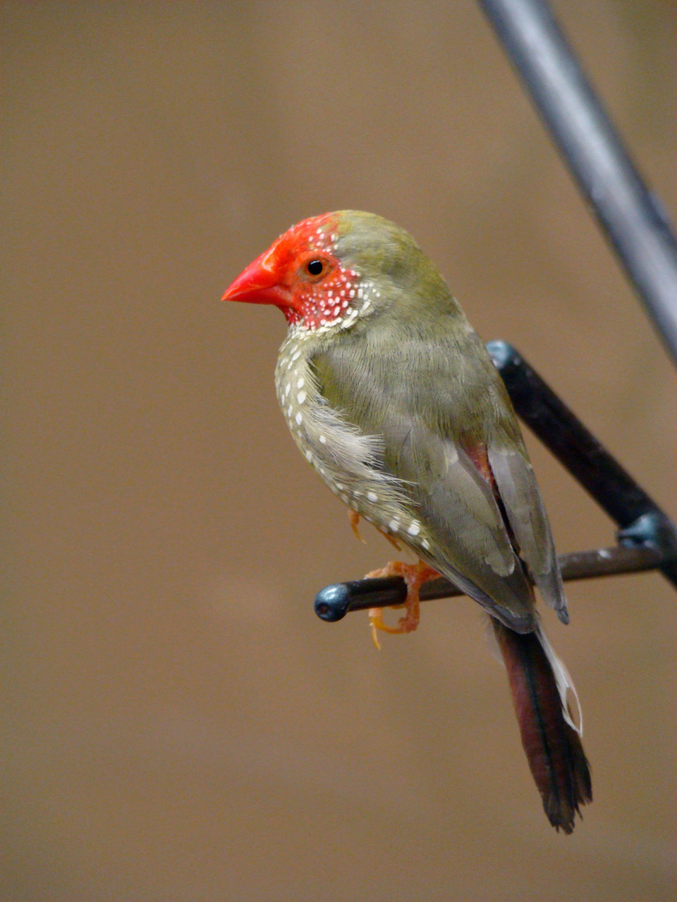 星鸟又名星文鸟,是梅花雀科的小型鸟类,体长12厘米左右,平均体重约为