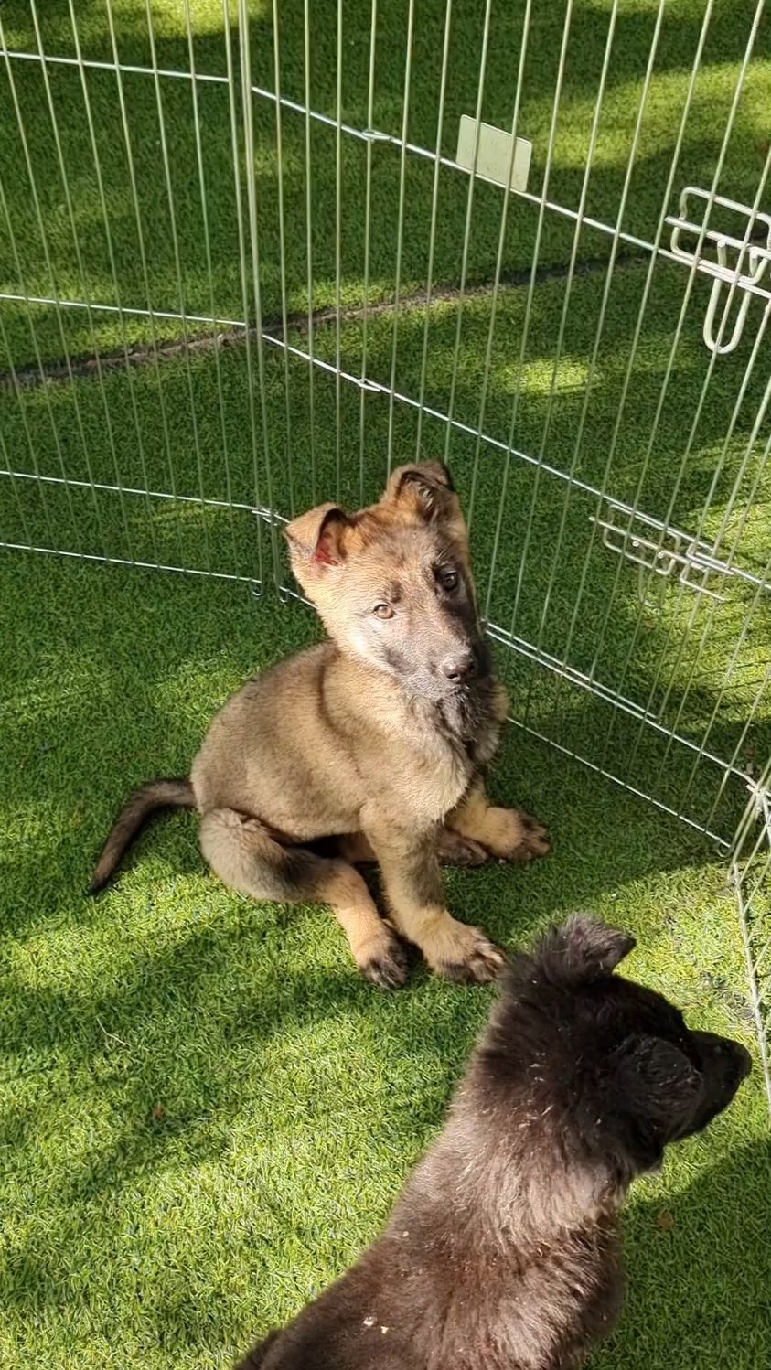 清澈的眼神,狼灰色东德牧羊犬幼犬.