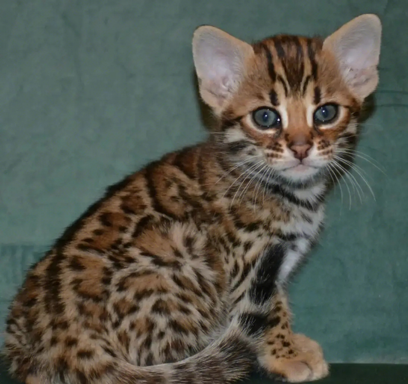 豹猫,拥有着豹子的毛色,透漏一股杀气