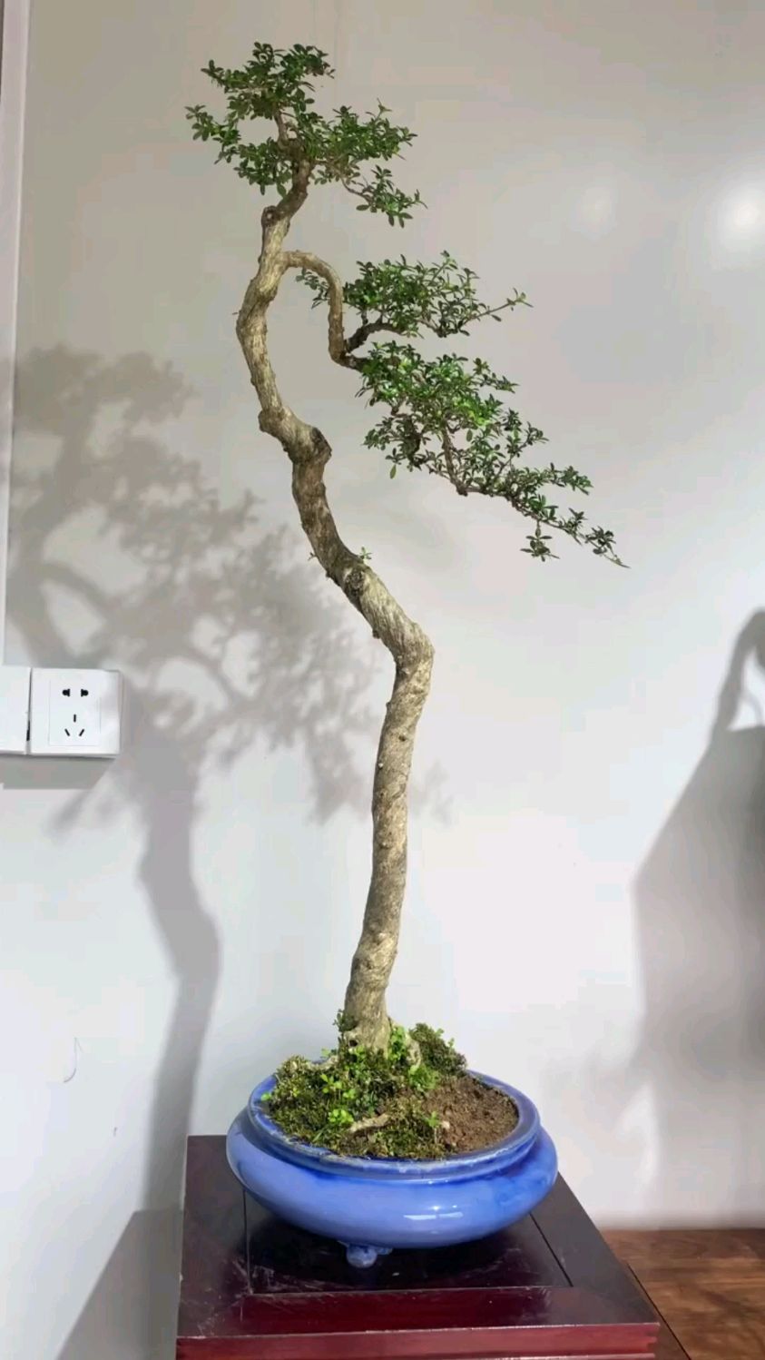 文人六月雪盆景