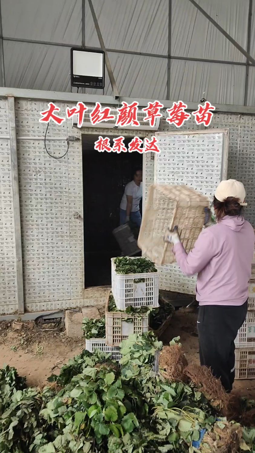 大叶红颜草莓苗基地培育批发,脱毒二代苗根系发达