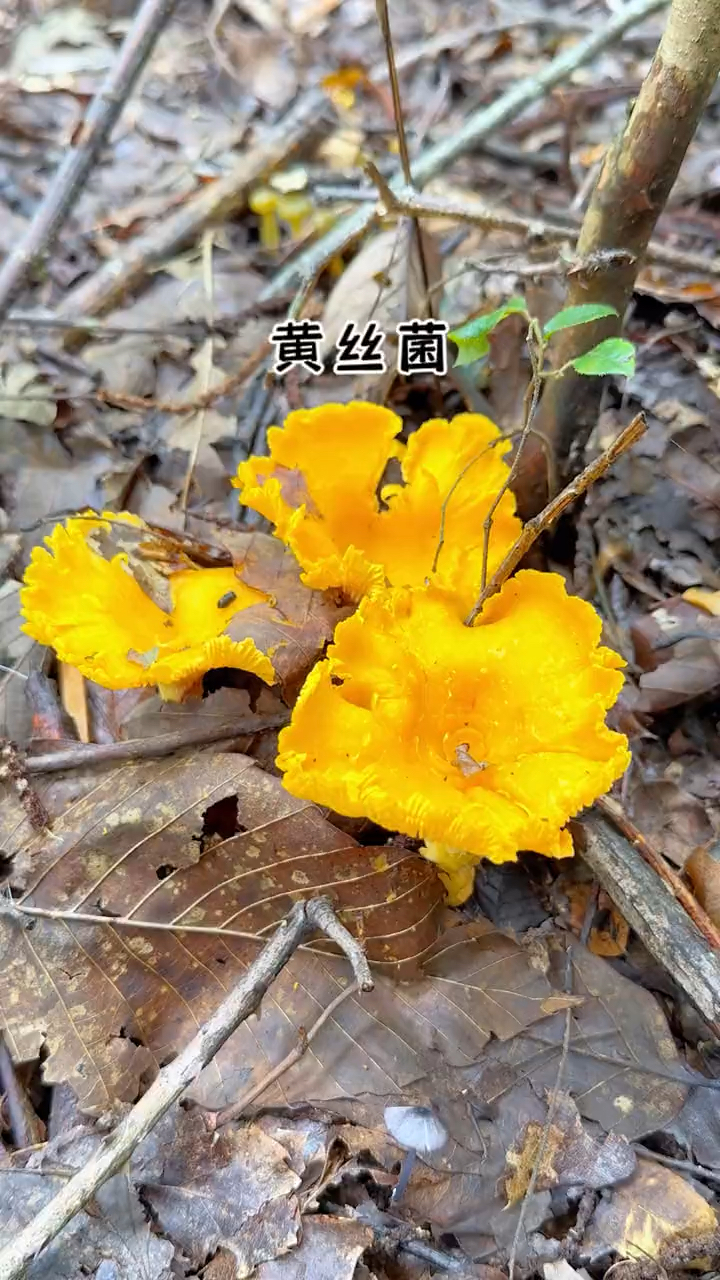 第一次遇见这种菌子,差点全部用脚踩了,原来叫黄丝菌味道真不错-度小