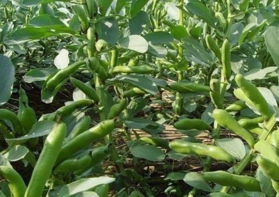 茴香豆是什么豆子