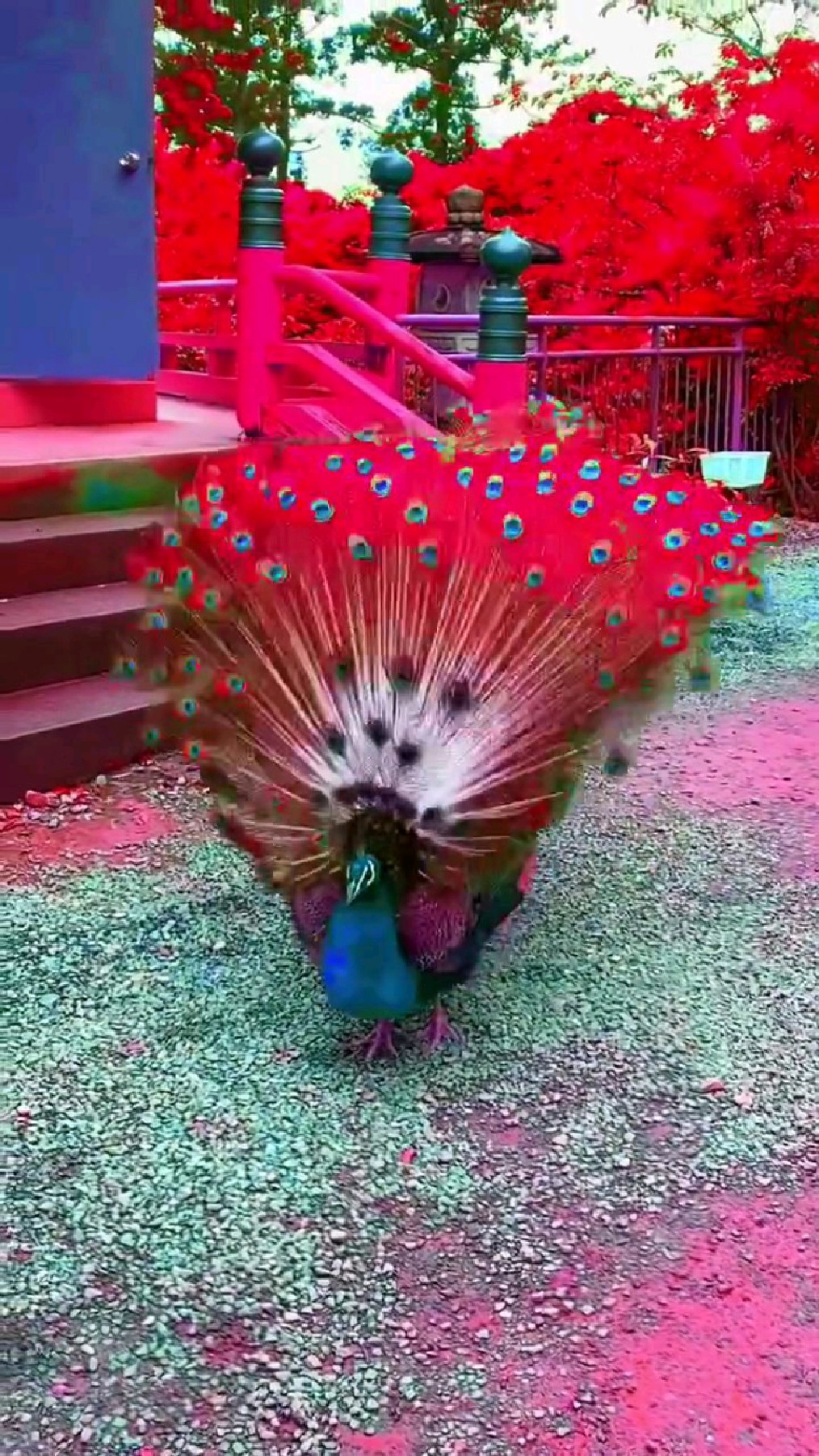 孔雀开屏美景欣赏太漂亮了