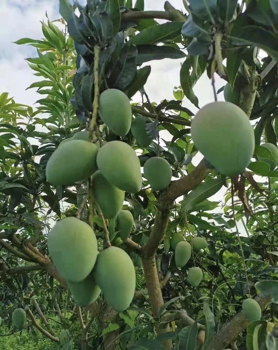性价比高又爆香无比的广西田东桂七芒!满足我对芒果的所有想象