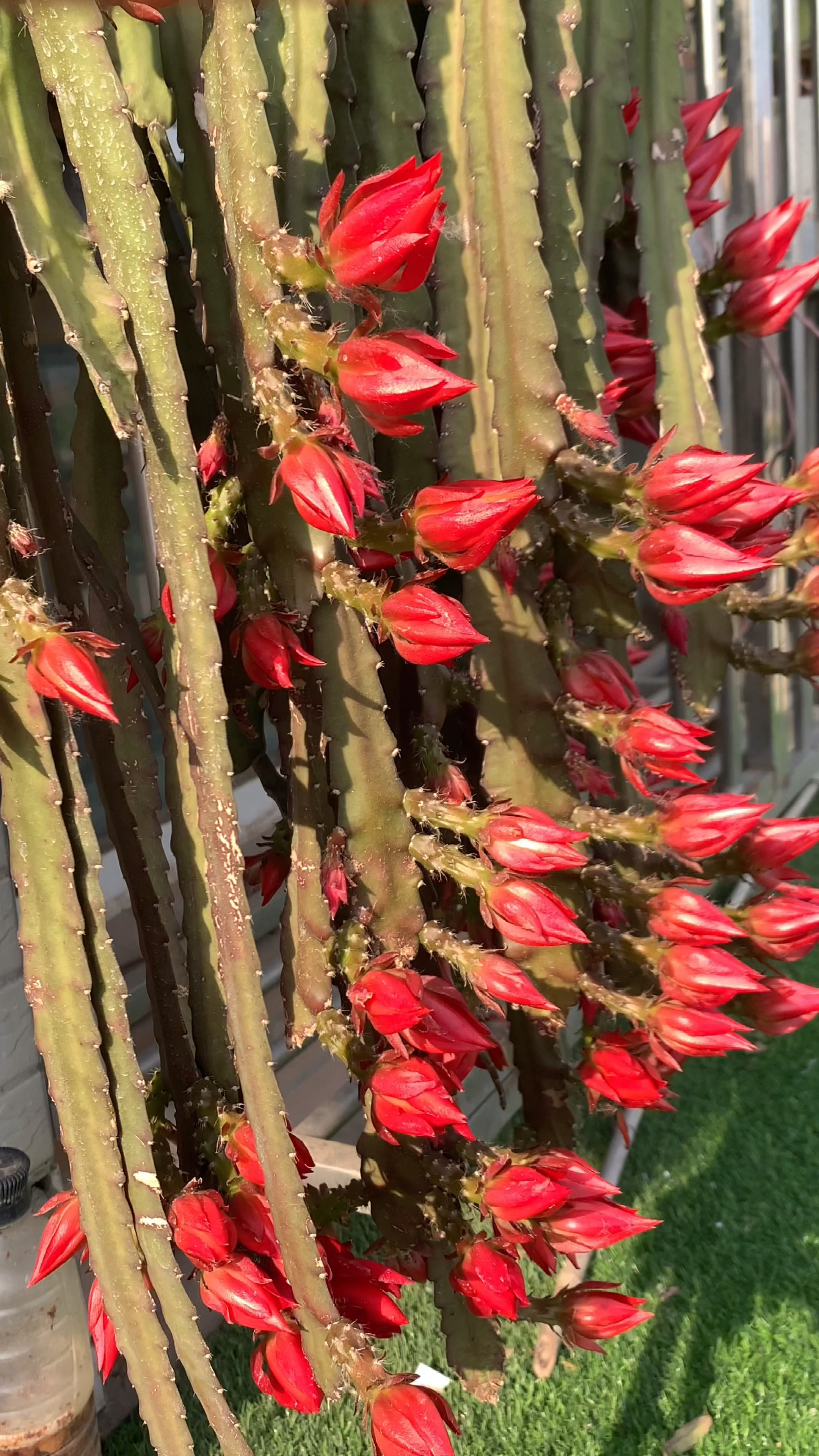 仙人掌嫁接令箭荷花,开花多漂亮