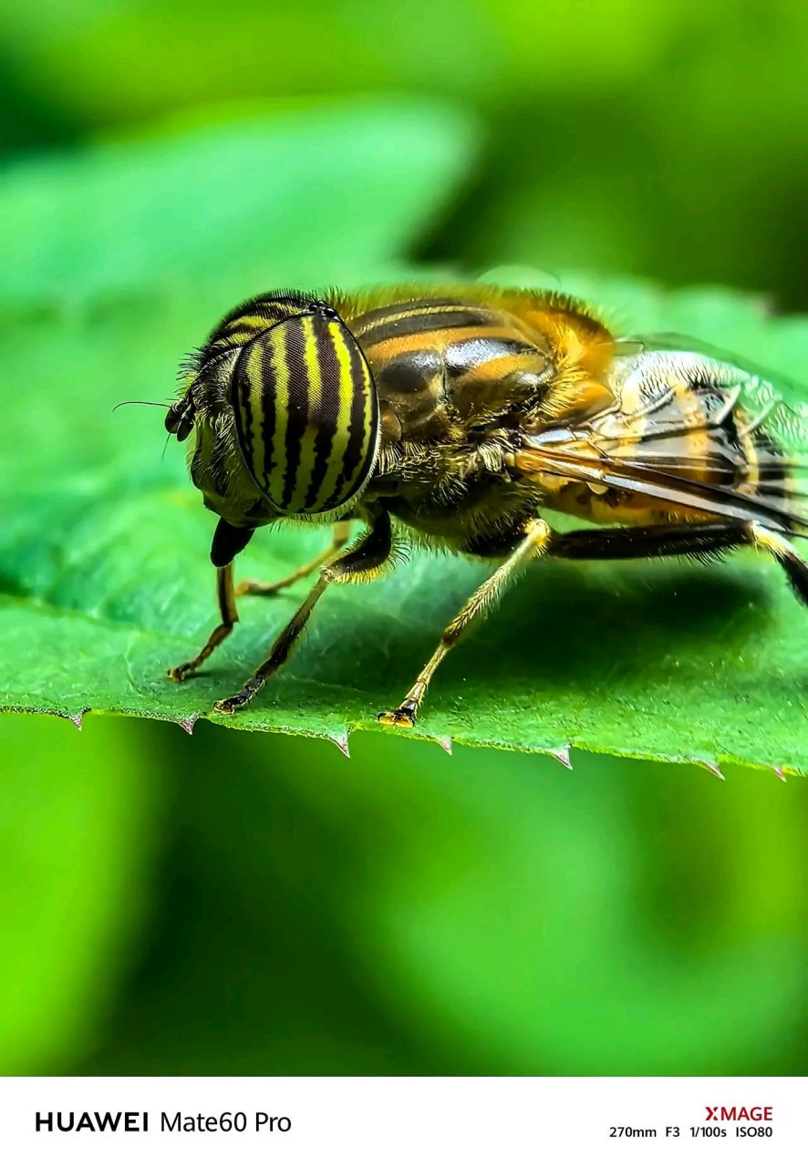 用华为mate60pro拍昆虫复眼 第一次用超级微距10倍拍摄昆虫复眼,左边2