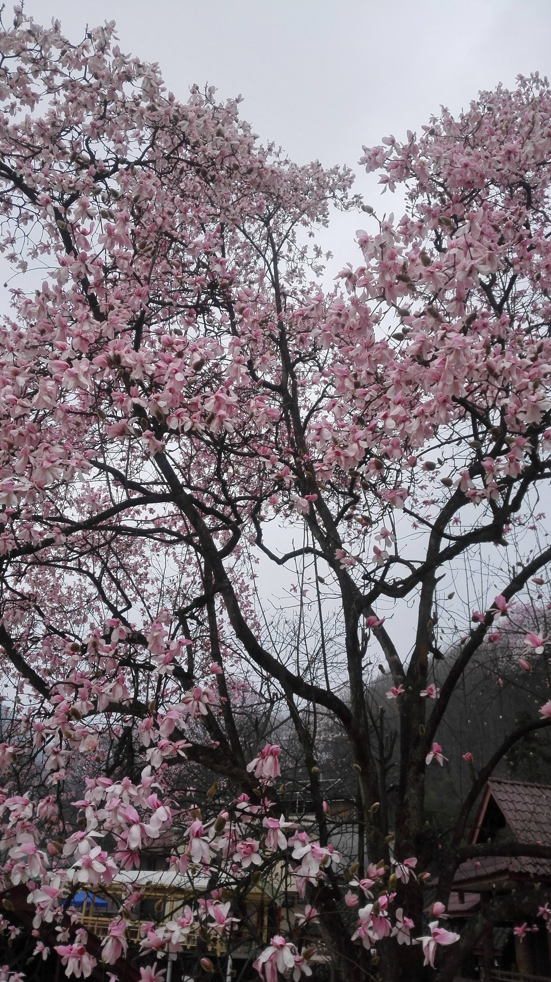 四川江油吴家后山赏辛夷花