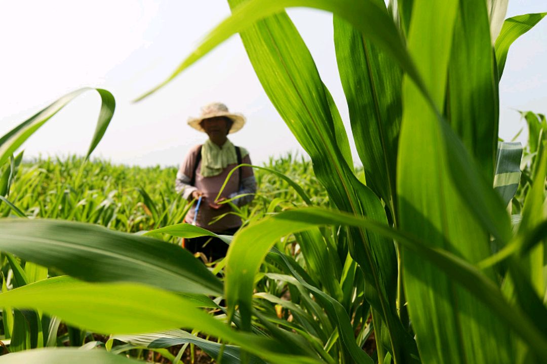 田草苗 - 2020年最新商品信息聚合专区 - 百度爱采购