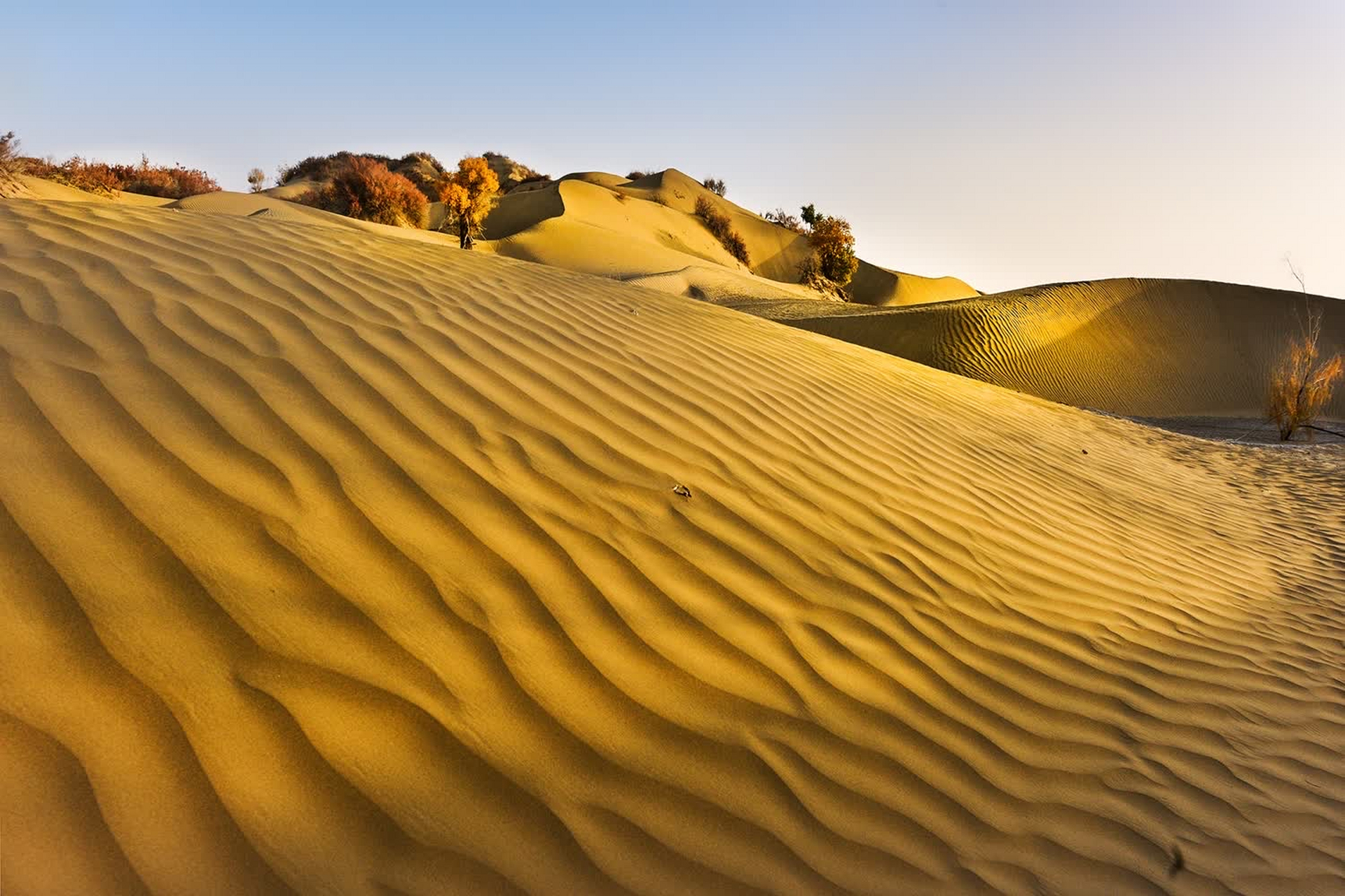 沙漠中的这棵孤独的胡杨,是大自然的奇迹,也是生命的守望者.