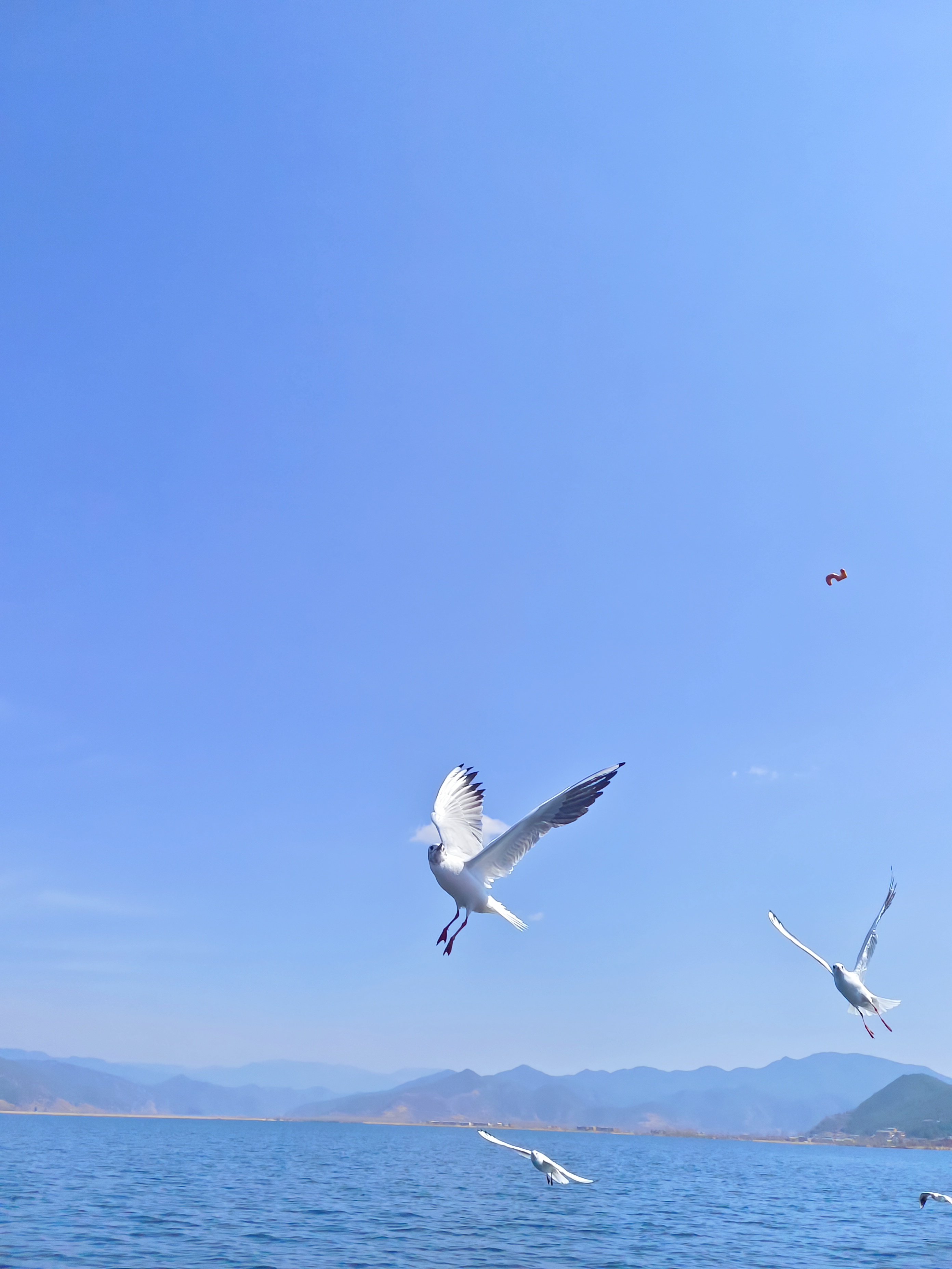 在这片碧波荡漾的湖面上成群的海鸥翩翩起舞自由自在地飞翔