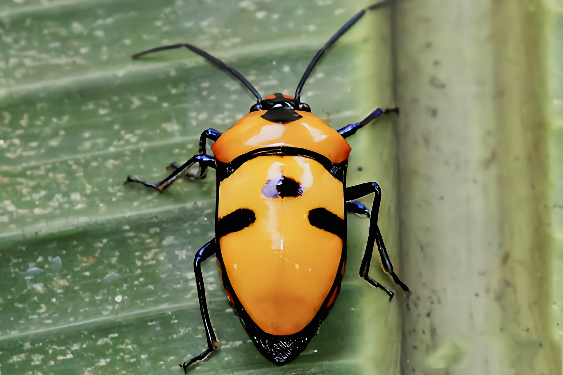 每天认识一种昆虫——大盾背蝽象 大盾背蝽别名人头盾蝽,骷髅头盾蝽是