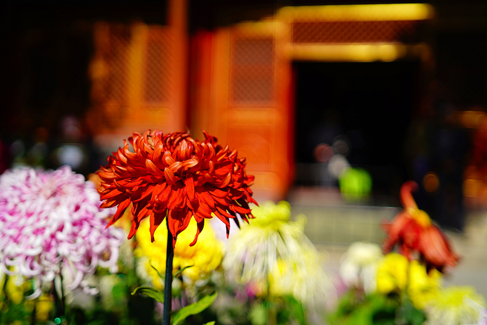 近日,北京故宫慈宁宫后花园举办菊花展.各色菊花争奇斗艳,美不胜收.