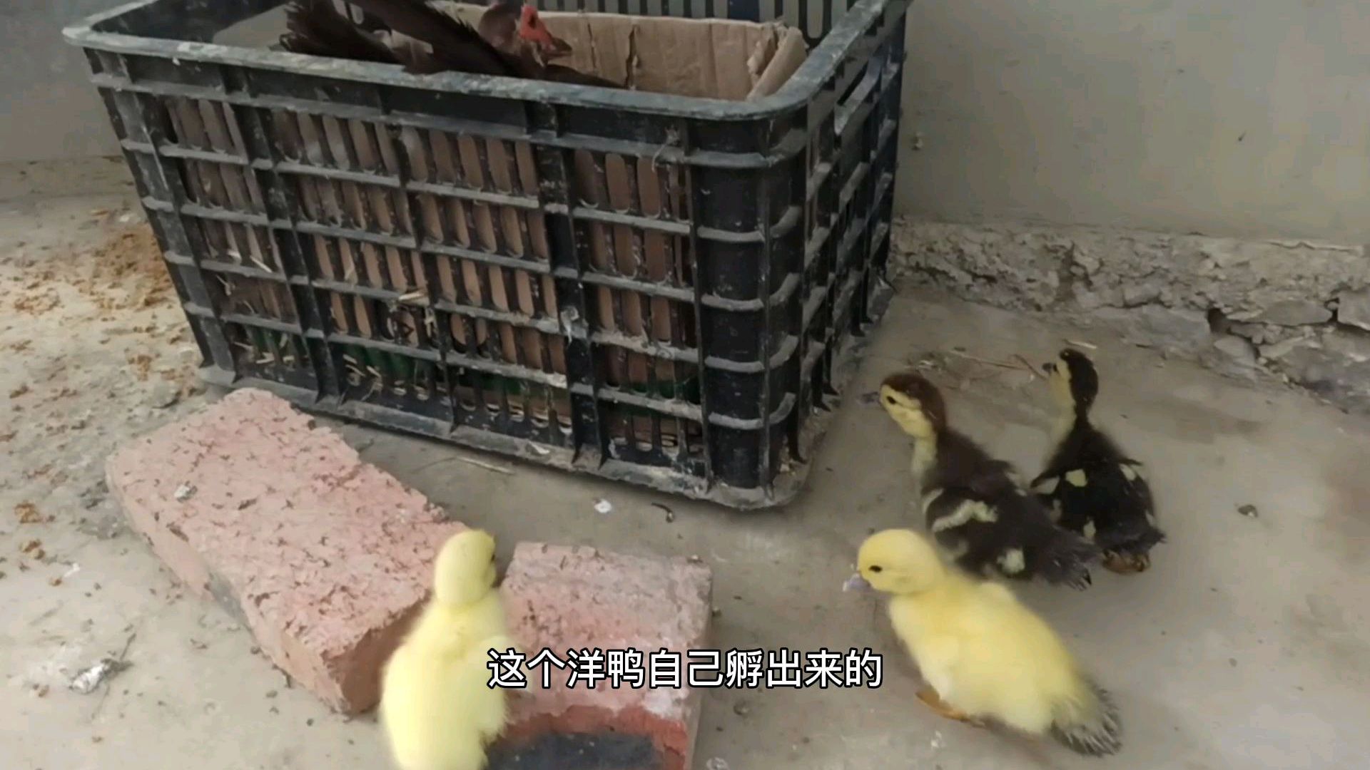阿英家的洋鸭终于孵出来了,这个过程好漫长啊,都差点想放弃了
