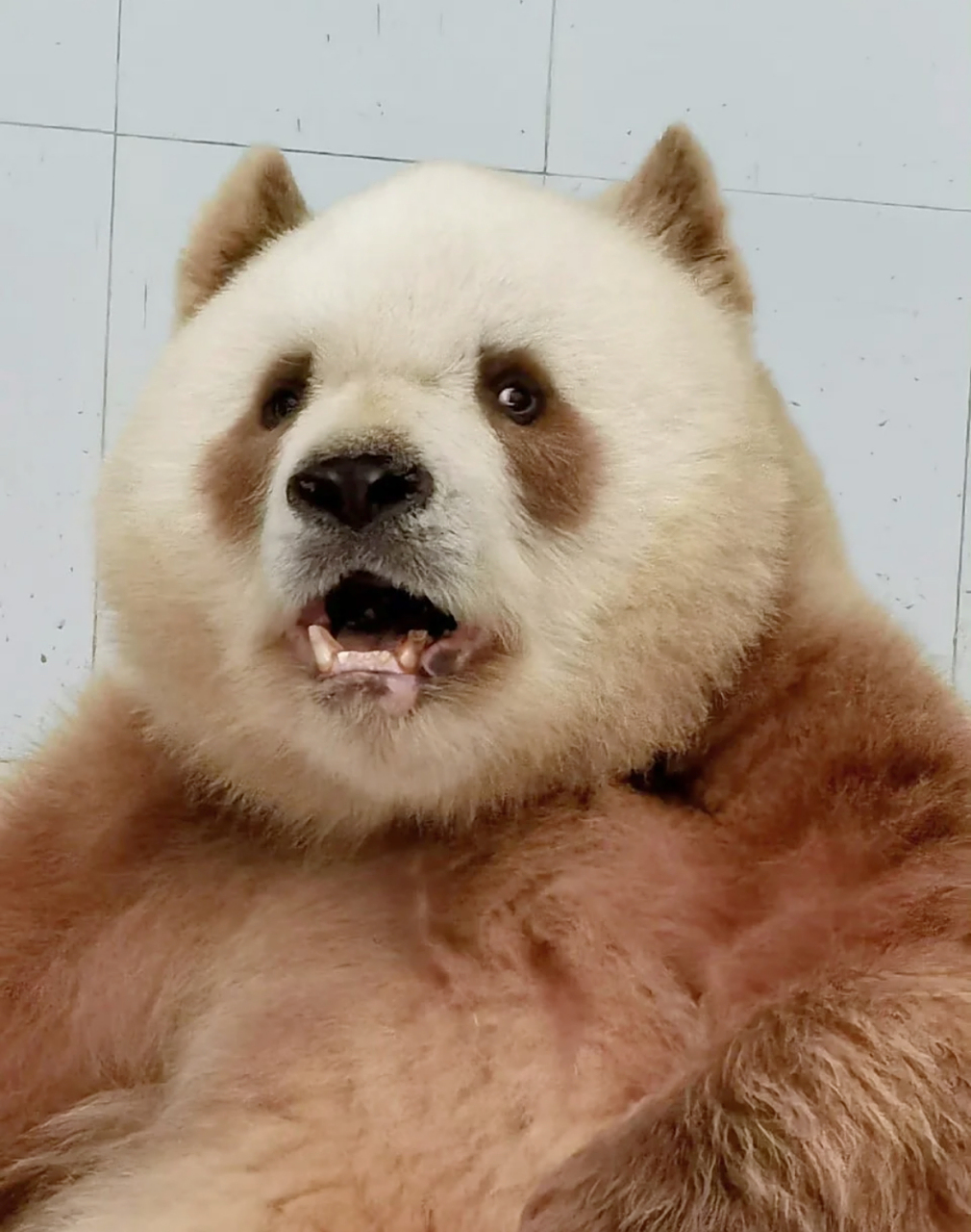 网友:七仔不睁眼是可爱萌熊,但眼睛一转就是另外一只800多个心眼的熊