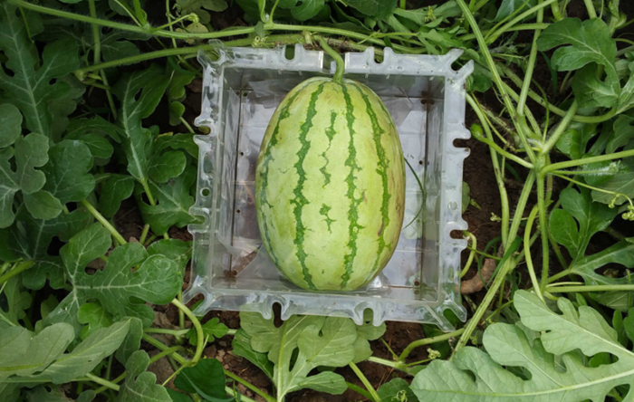 这就是如何种植方形西瓜