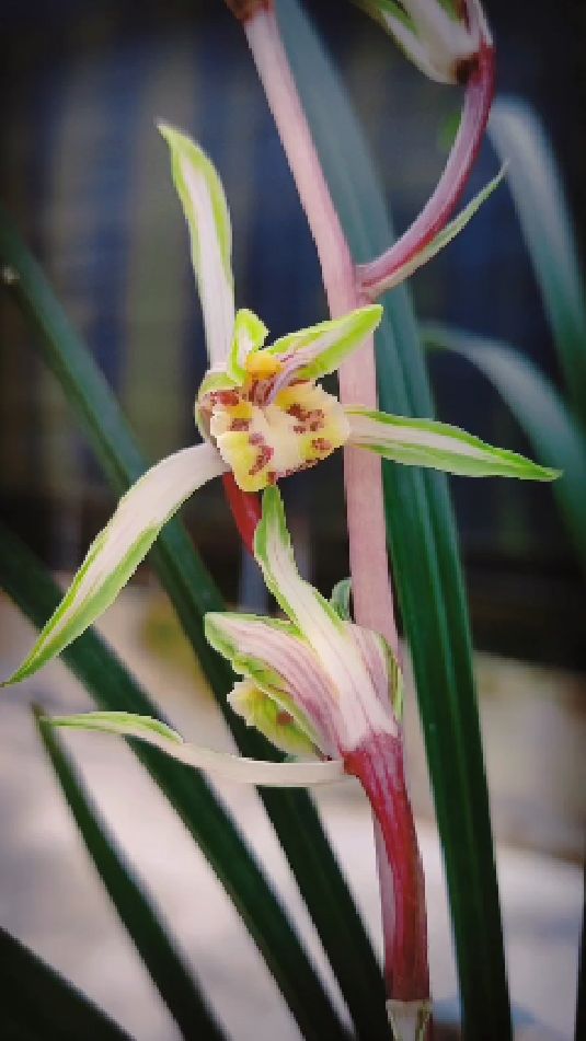 寒兰杨贵妃正季的开品这个绿覆轮太漂亮了