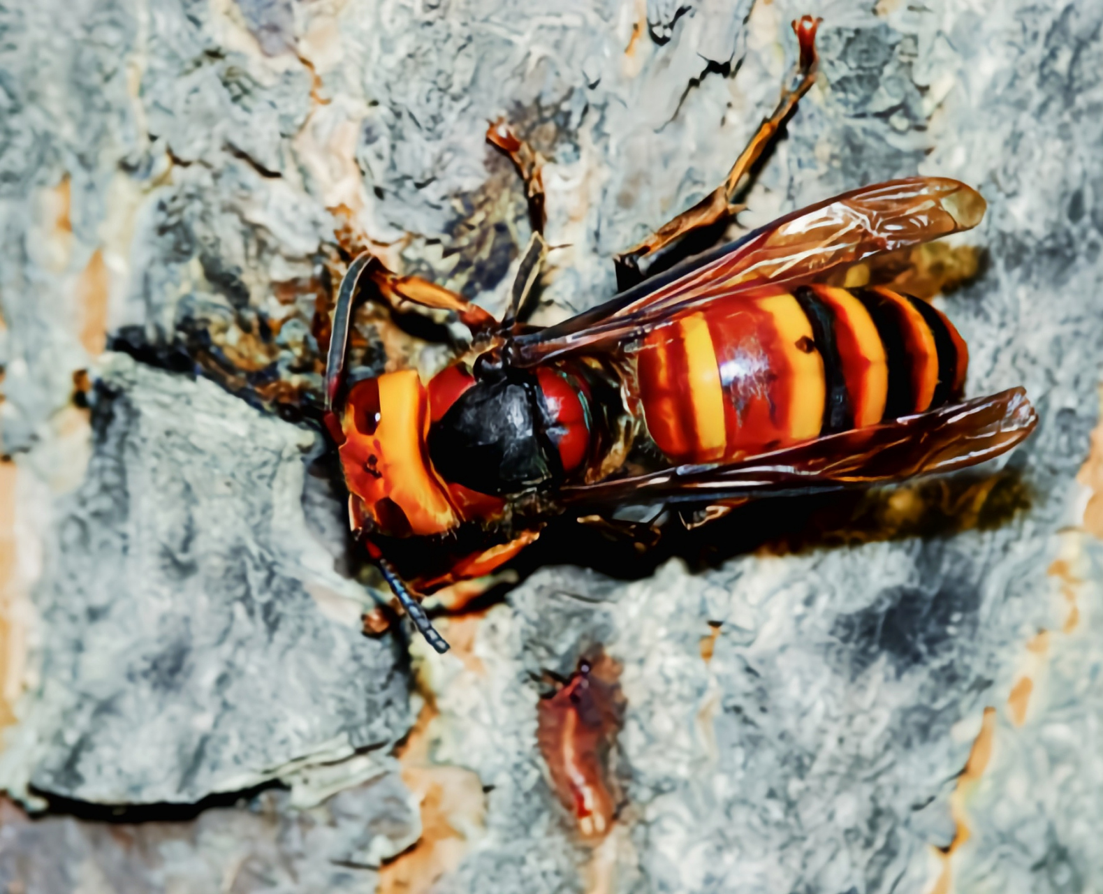 每天认识一种昆虫——大胡蜂 大胡蜂是膜翅目,胡蜂科,黄胡蜂属昆虫.