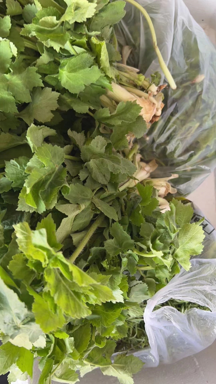 东北野菜老山芹,味道鲜香,还能降三高.