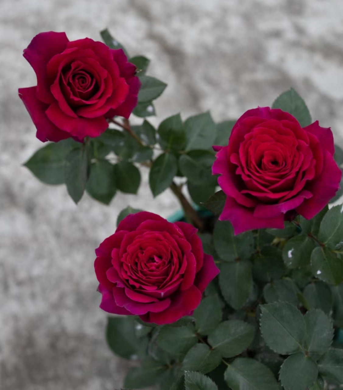 活泼的正统美[小红花]——红丘(天家胭脂) [摊手]红色月季中最有特色