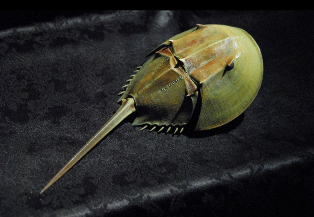 为什么说鲎是海洋中的活化石?