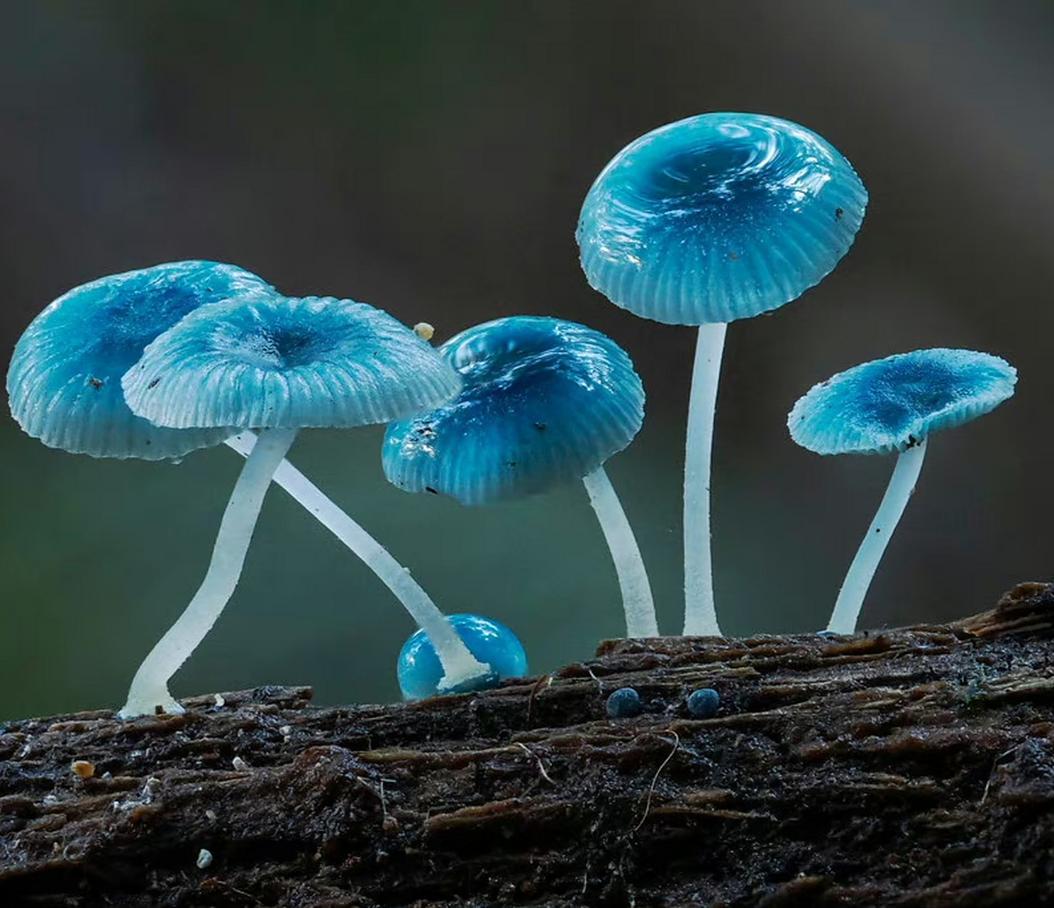 炫蓝蘑菇(mycena interrupta),一种常见于澳大利亚的蘑菇,俗称"精灵的
