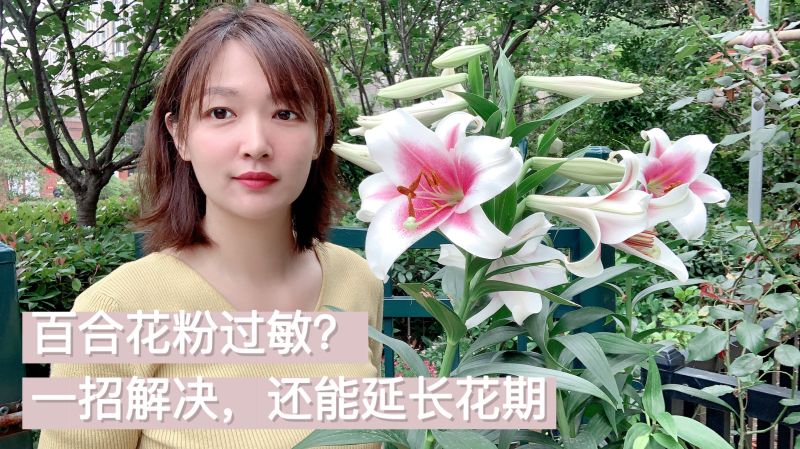 剪一把百合花插瓶 一个小技巧 延长花期 不再担心花粉过敏 家居 园艺 好看视频