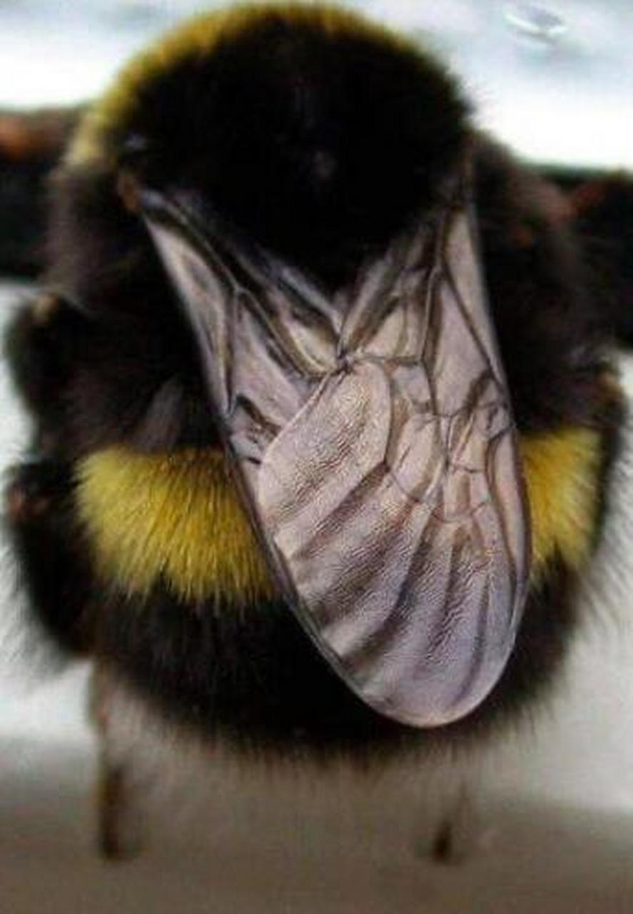 网友:发现一只超级可爱的胖蜜蜂!它真的很可爱啊#趣图搞笑