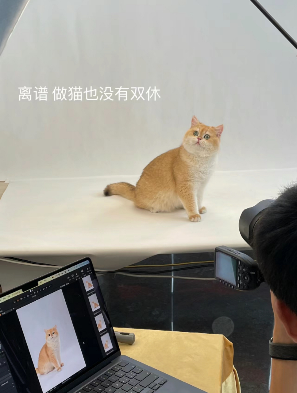 小猫咪:什么照片还要我亲自出门拍?几分钟后,累了,我要下班,哈哈哈哈