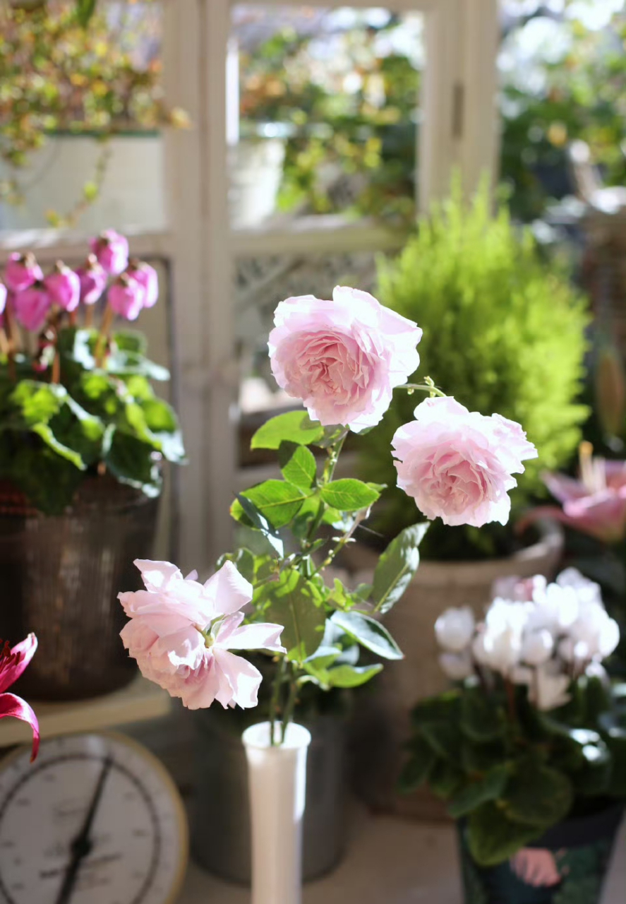 月季蜻蜓秋花,可爱的波浪边边又温柔又美,花朵标准的