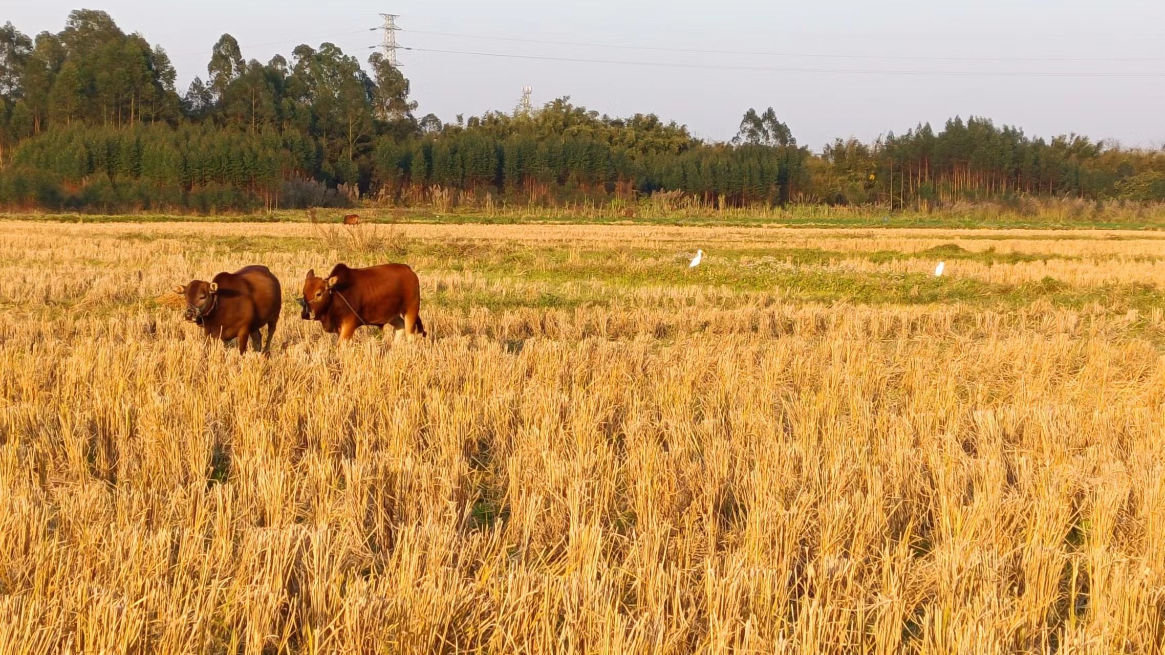 冬日暖阳,稻田牧歌!