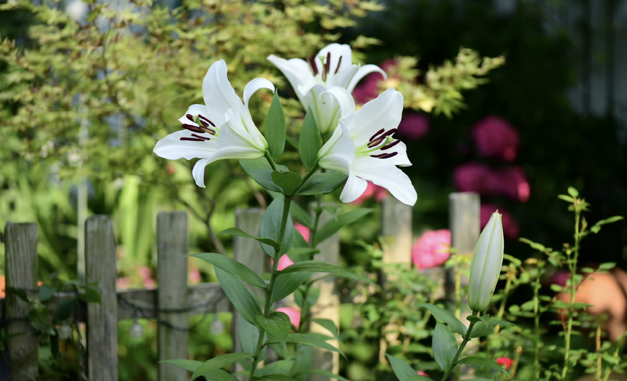 百合,白色的眼睛