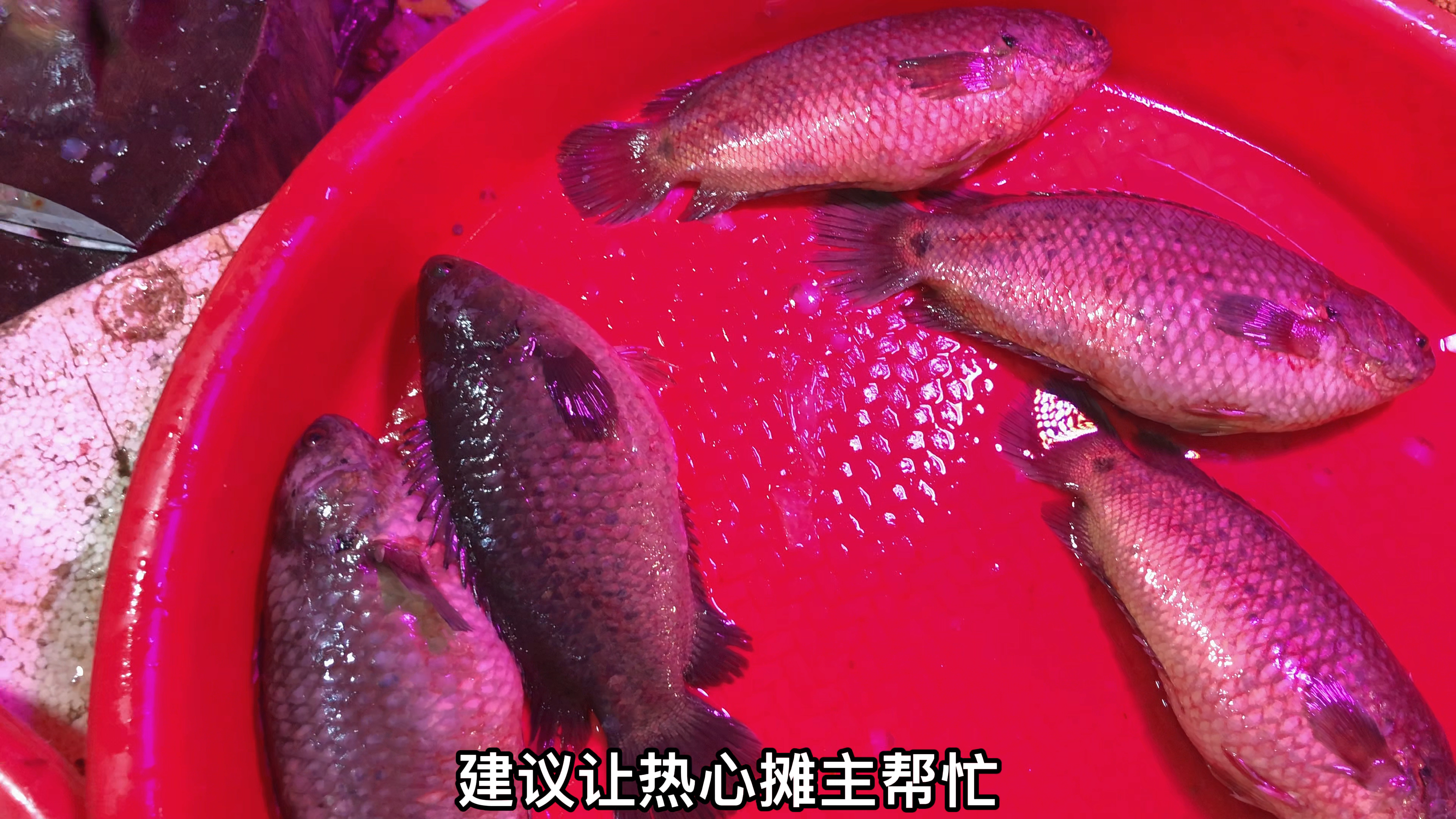 会走路的鱼:巴毛鱼,潮汕大厨教你特色做法,鲜甜又鲜香