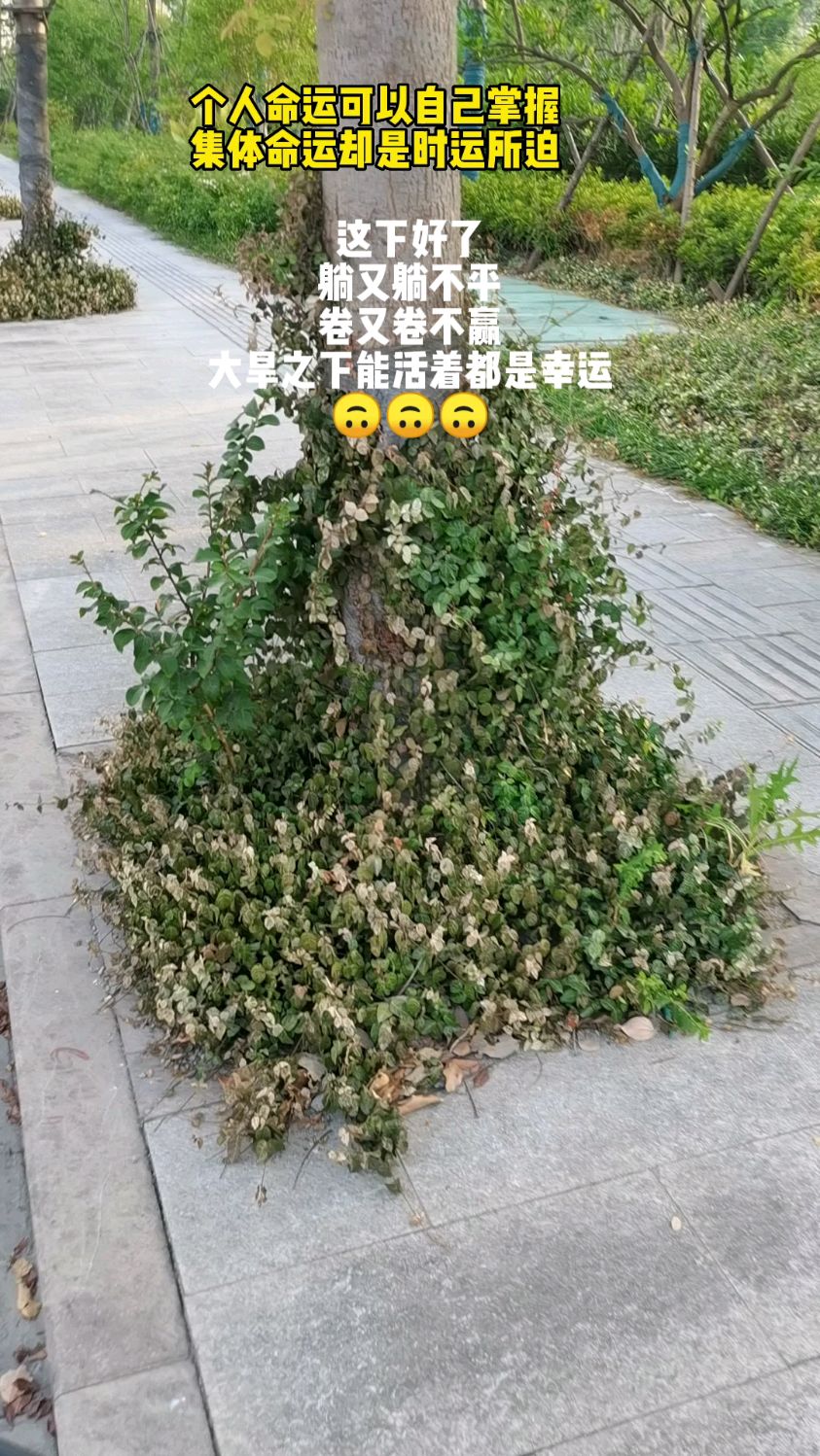 大旱之下,没有一棵草能够饱满,时运不济,没有人能够称心如意坚持吧